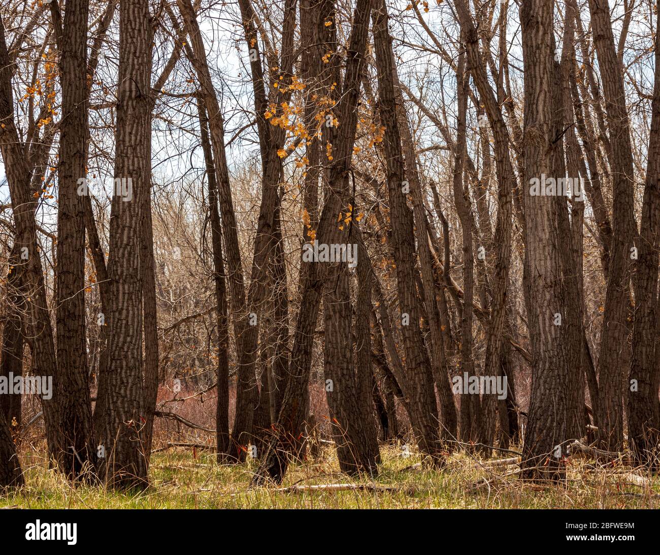 Splendido paesaggio nel Cherry Creek state Park e nel bacino idrico in una giornata di sole primaverile, Denver, Colorado Foto Stock