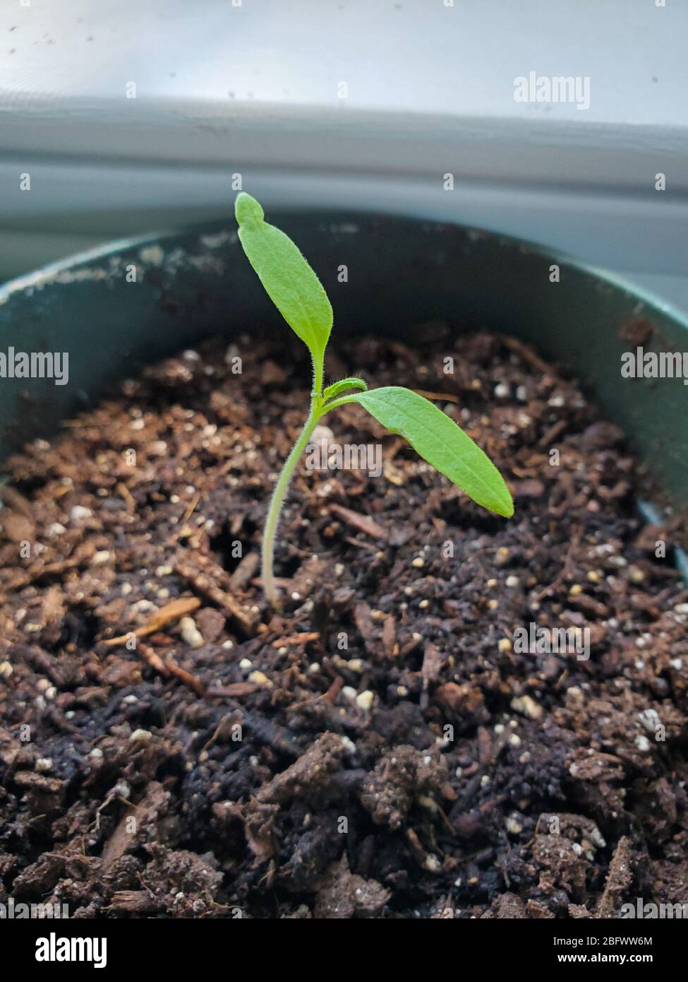 Un seme di pomodoro che ha germogliato in una piccola pianta che emerge dal suolo Foto Stock