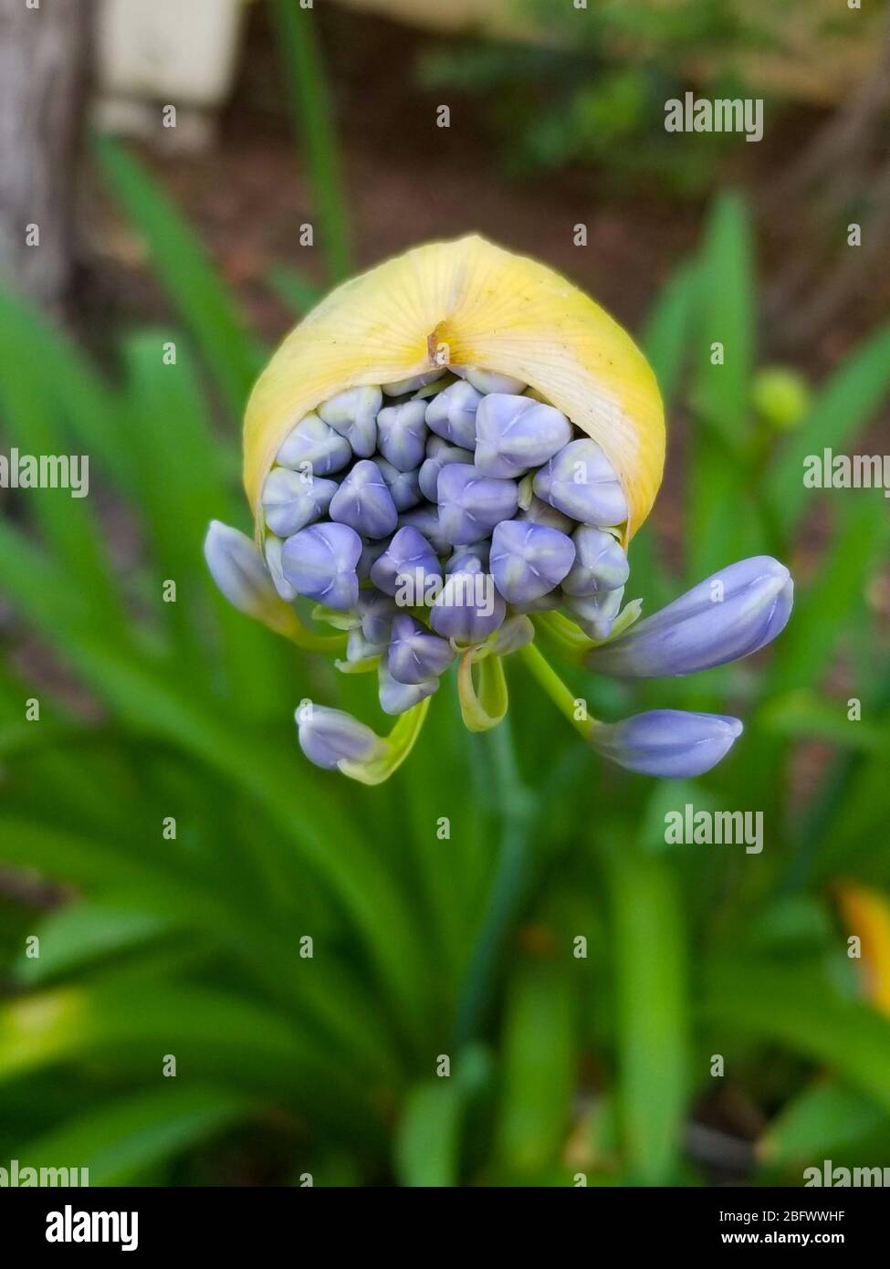 Fiori fioriti ed emergenti da una pianta viola Foto Stock