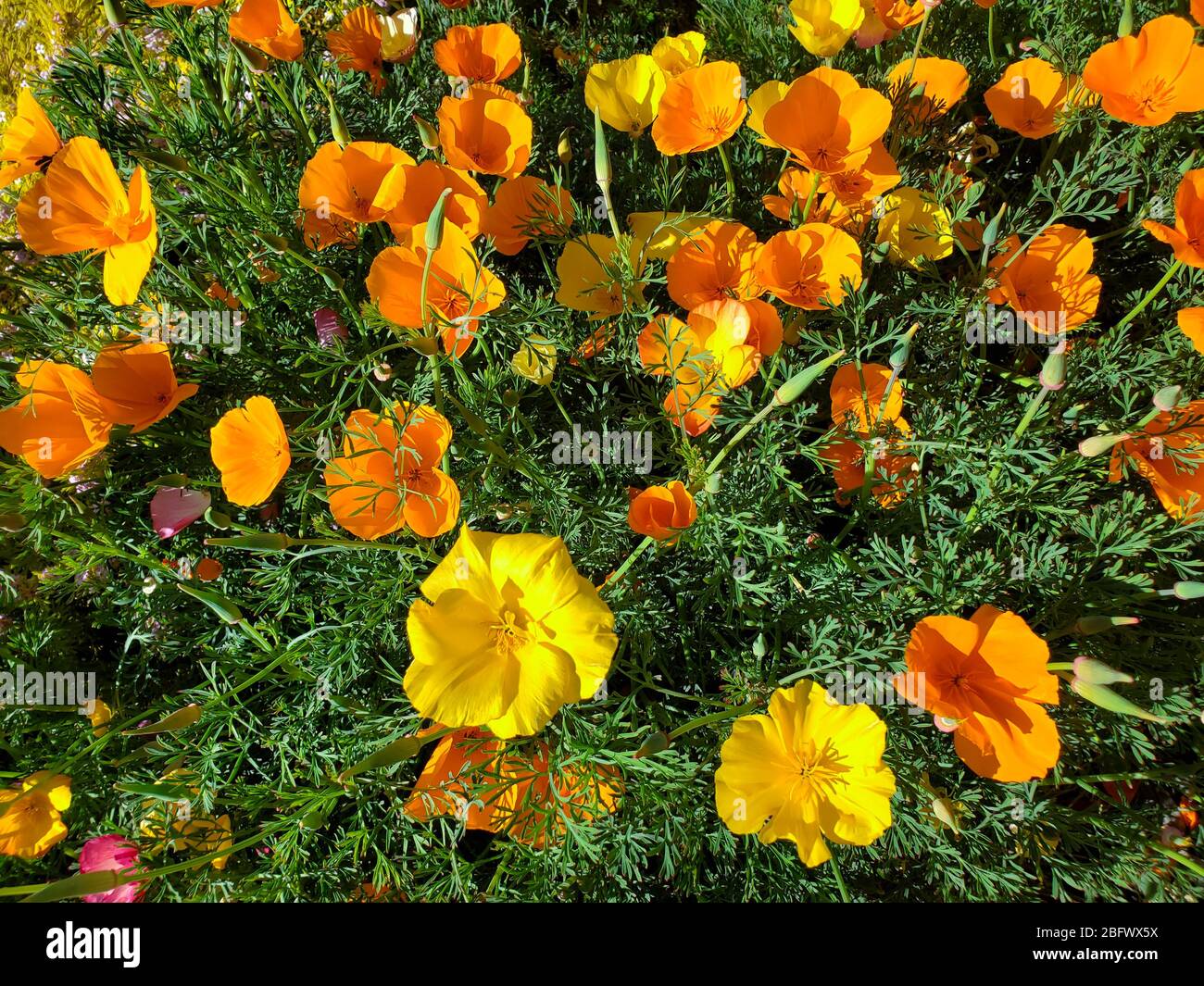 Orange selvaggio e oro California Poppies Foto Stock