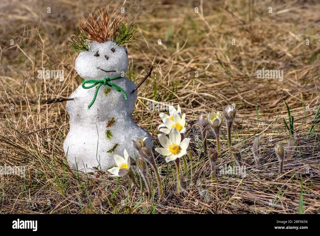 Piccolo pupazzo di neve e bella primavera giallo bianco fiori selvatici gocce di neve (pulsatilla patens) primo piano su uno sfondo di erba secca e foresta Foto Stock