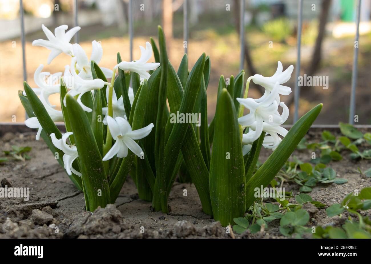 Giacinti che fioriscono in bianco. Come prendersi cura del concetto di giacinti Foto Stock