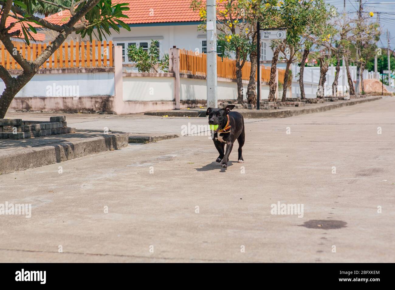 Felice sorridente giovane cane Pitbull nero a piedi con palla da tennis verde Foto Stock
