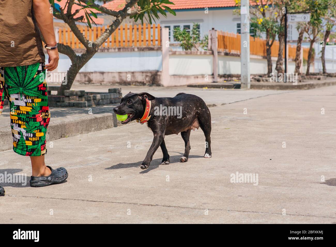 Felice sorridente giovane cane Pitbull nero a piedi con palla da tennis verde Foto Stock