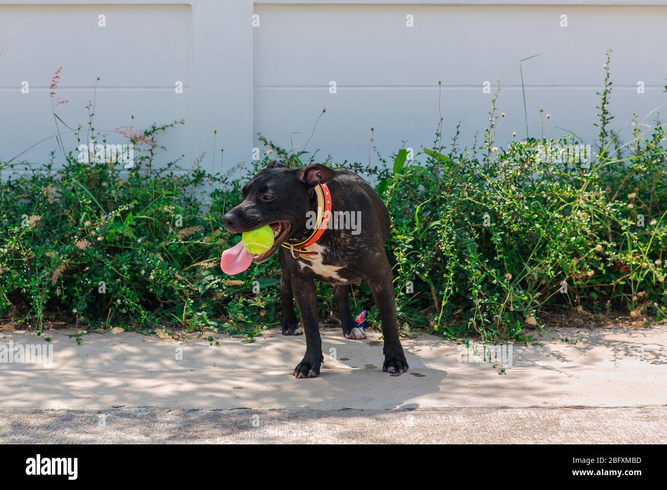 Felice sorridente giovane cane Pitbull nero a piedi con palla da tennis verde Foto Stock