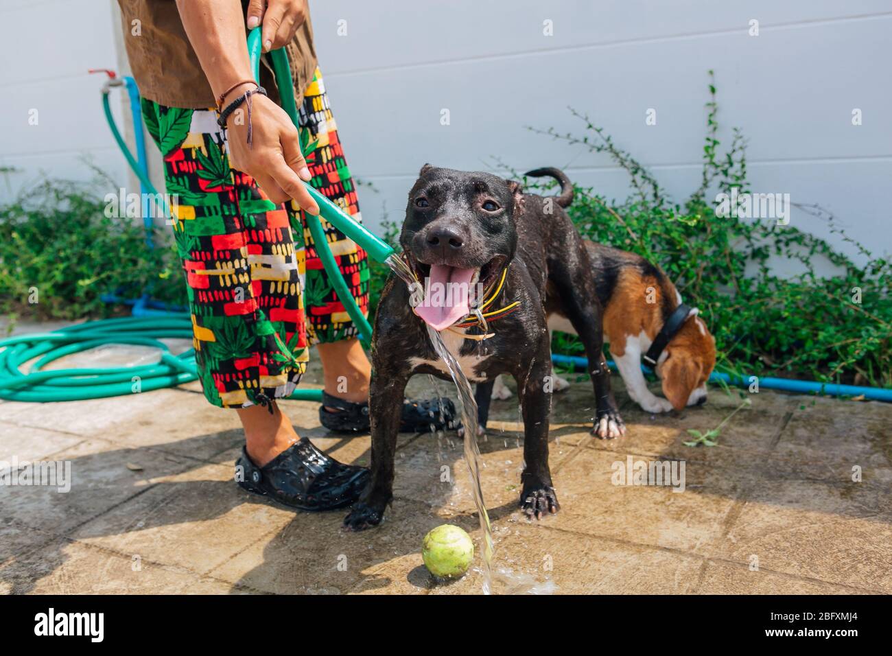 Felice sorridente giovane nero Pitbull cane lavaggio sotto il getto d'acqua con palla da tennis verde Foto Stock