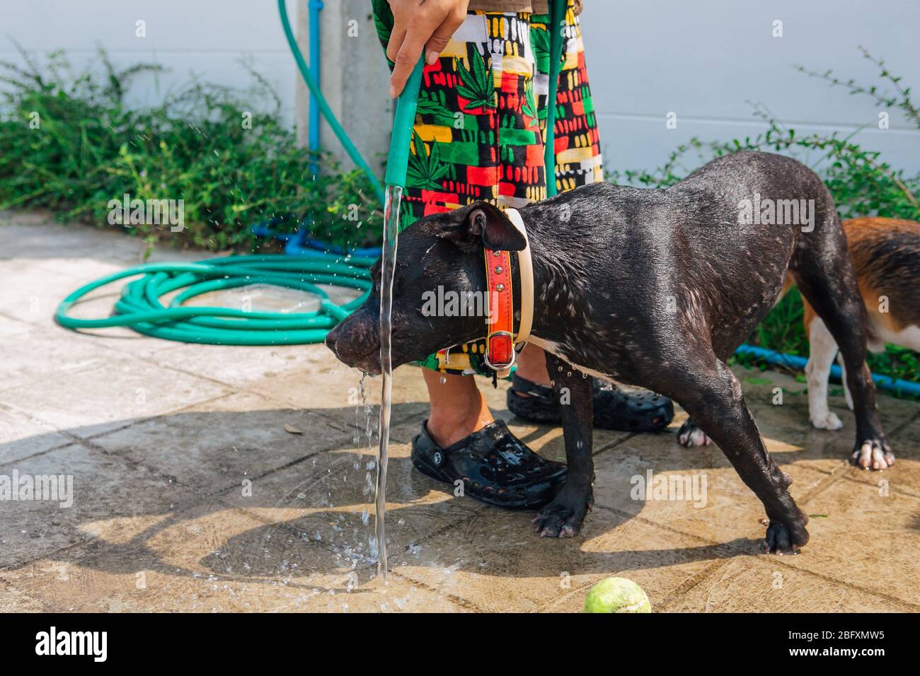 Felice sorridente giovane nero Pitbull cane lavaggio sotto il getto d'acqua con palla da tennis verde Foto Stock