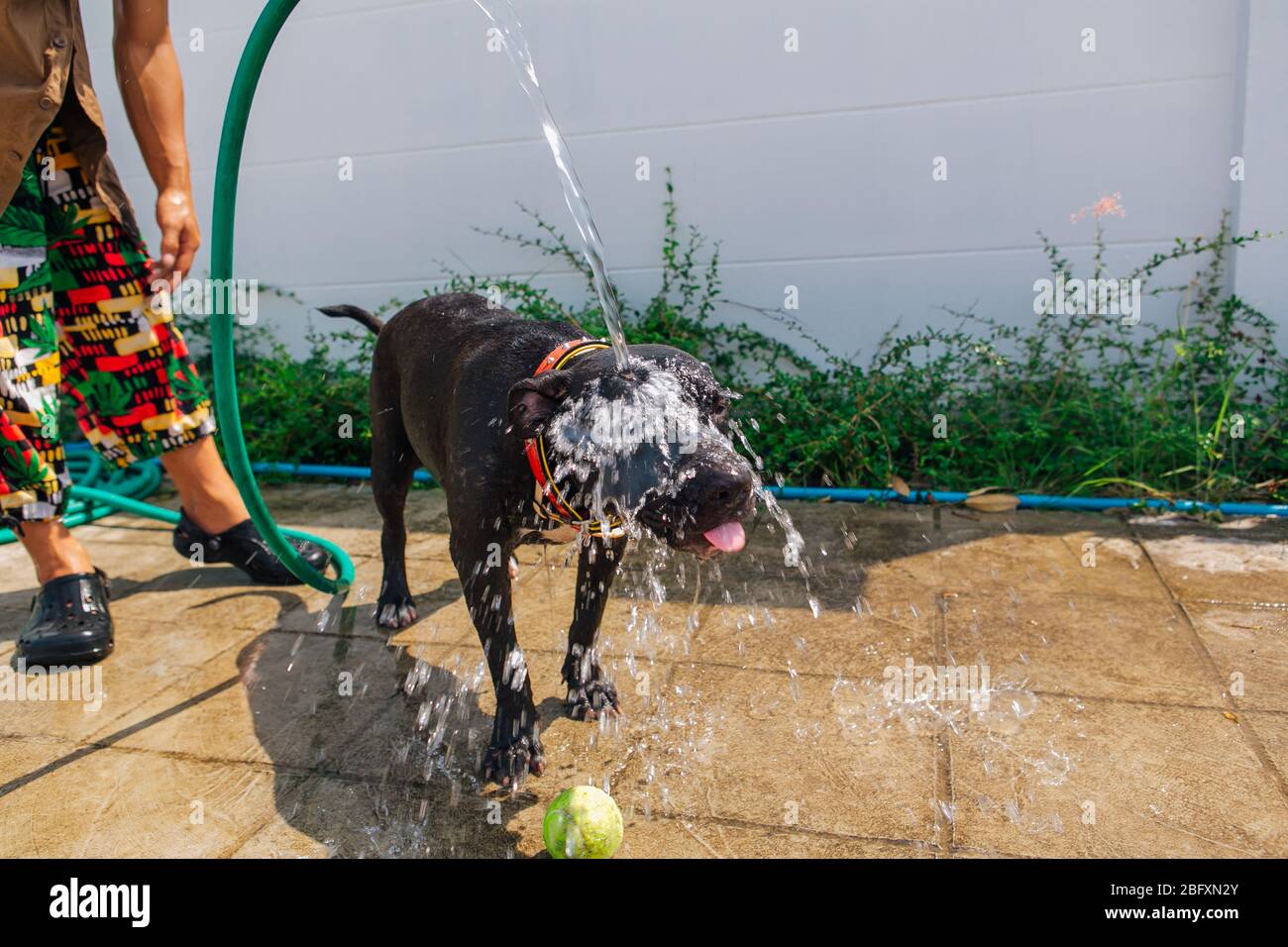 Felice sorridente giovane nero Pitbull cane lavaggio sotto il getto d'acqua con palla da tennis verde Foto Stock