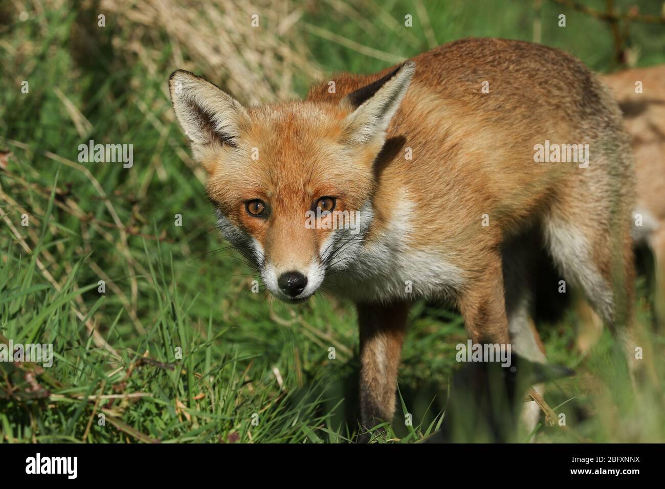 Un maschio carino selvaggio Red Fox, vulpes Vulpes, caccia per il cibo in un prato. Foto Stock