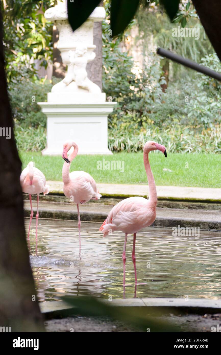 Fenicotteri rosa in una fontana a Villa Invernizzi, un giardino nascosto a  Milano Foto stock - Alamy