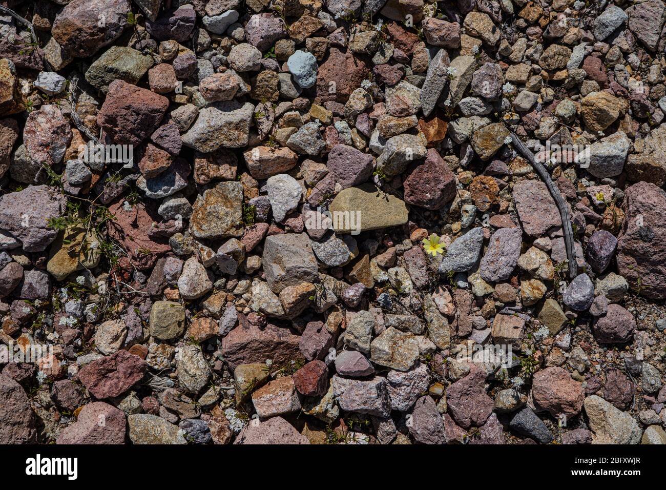 Pietre rocce e ciottoli del deserto nel terreno del deserto di Mojave Foto  stock - Alamy