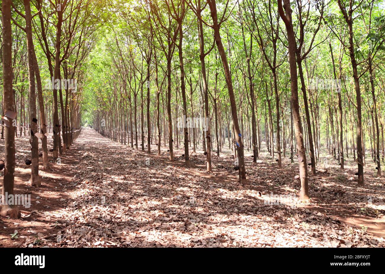 Piantagione Hevea brasiliensis. Alberi di gomma in Cambogia. Albero di gomma in fila, agricoltura che raccoglie gomma naturale Foto Stock