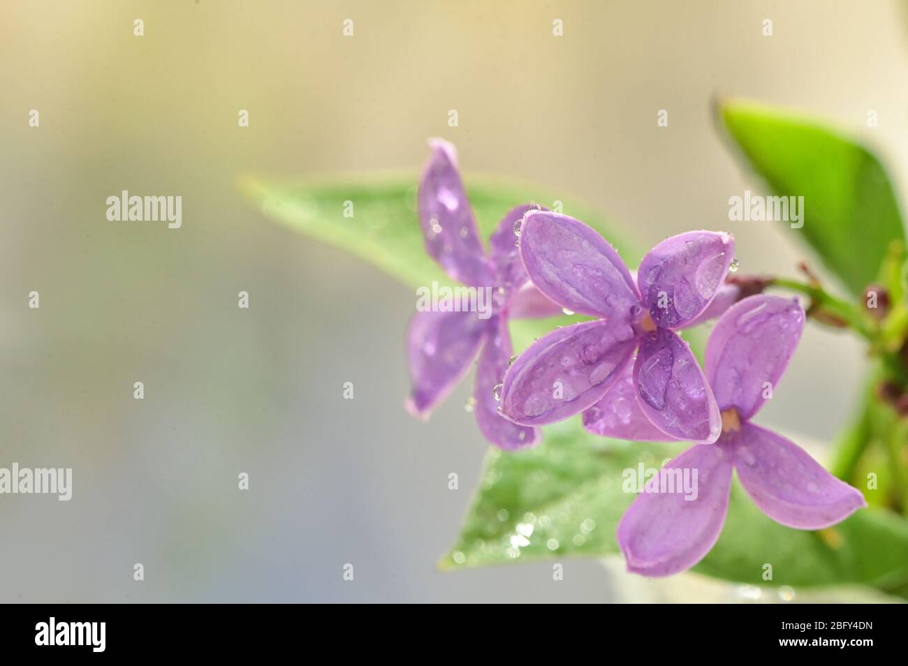 Macro di fiori lilla primavera e gocce d'acqua Foto Stock
