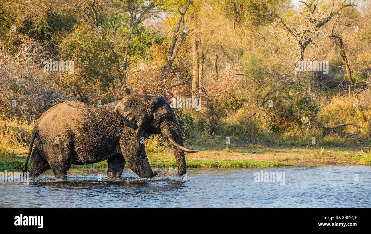 Elefant Pachyderm Africa Foto Stock