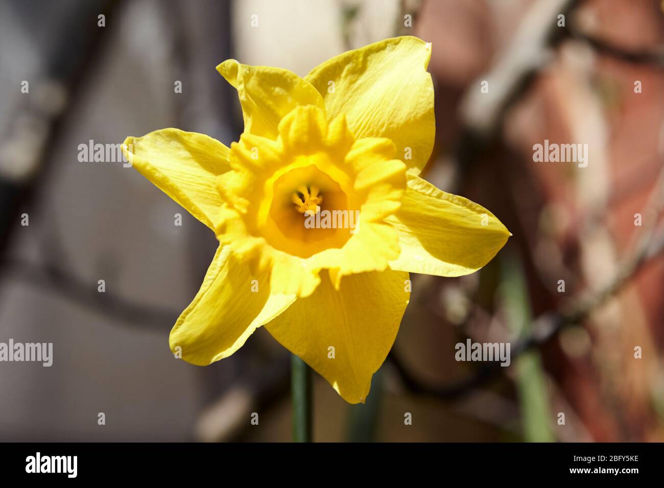 Single giallo affodil crescere in un giardino in Newtownabbey Irlanda del Nord Regno Unito Foto Stock
