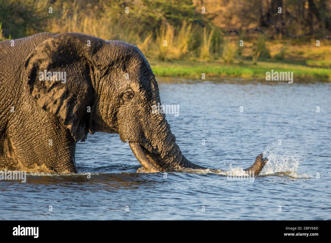 Elefant Pachyderm Africa Foto Stock