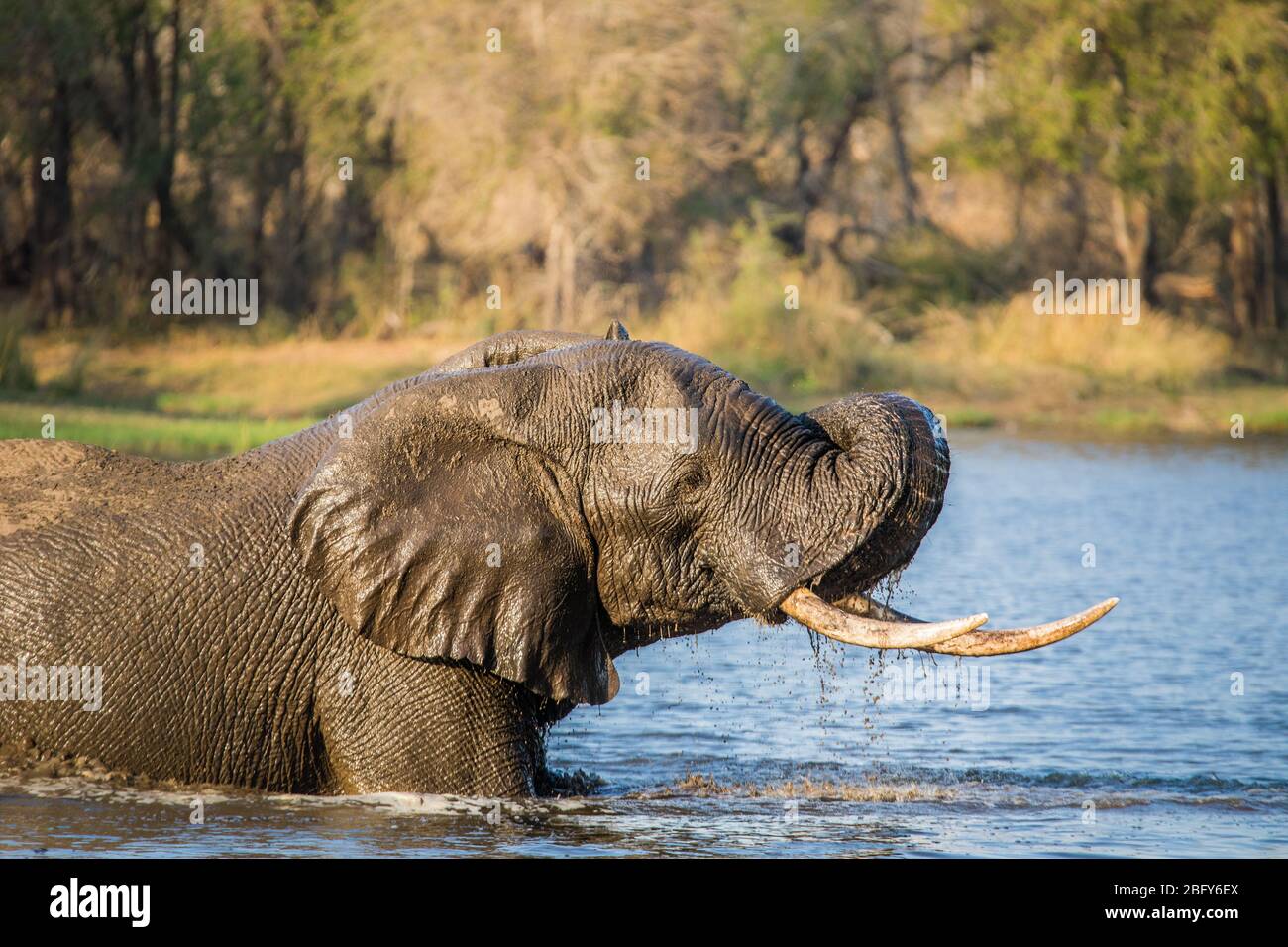 Elefant Pachyderm Africa Foto Stock
