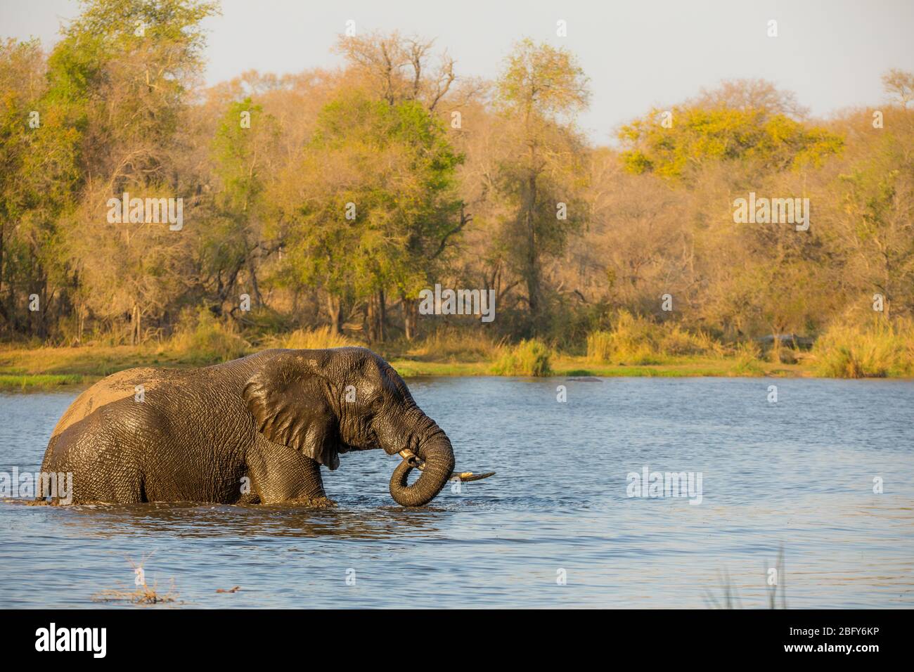 Elefant Pachyderm Africa Foto Stock