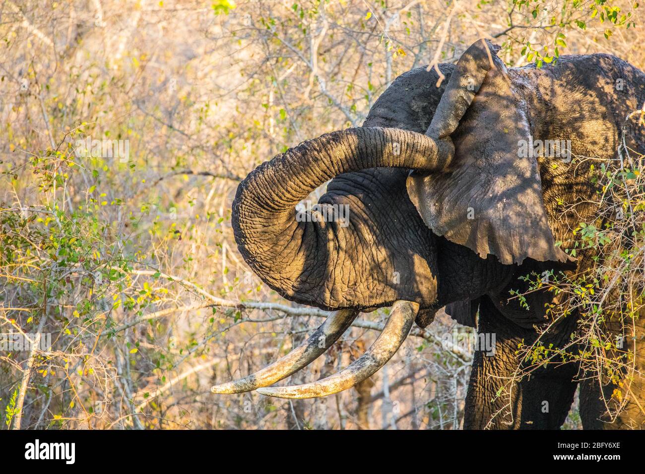 Elefant Pachyderm Africa Foto Stock