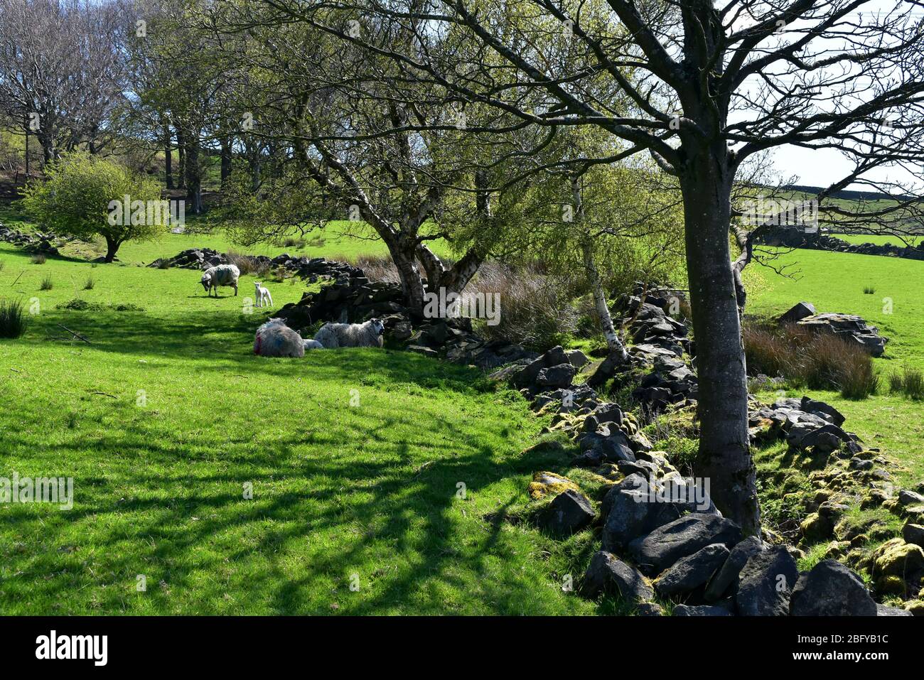 Nuovi agnelli con là madri riposanti in un campo all'ombra dal sole di primavera. Foto Stock