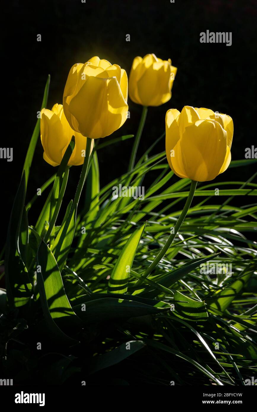 Tulipani gialli singoli primi retroilluminati dal sole su uno sfondo nero. Foto Stock