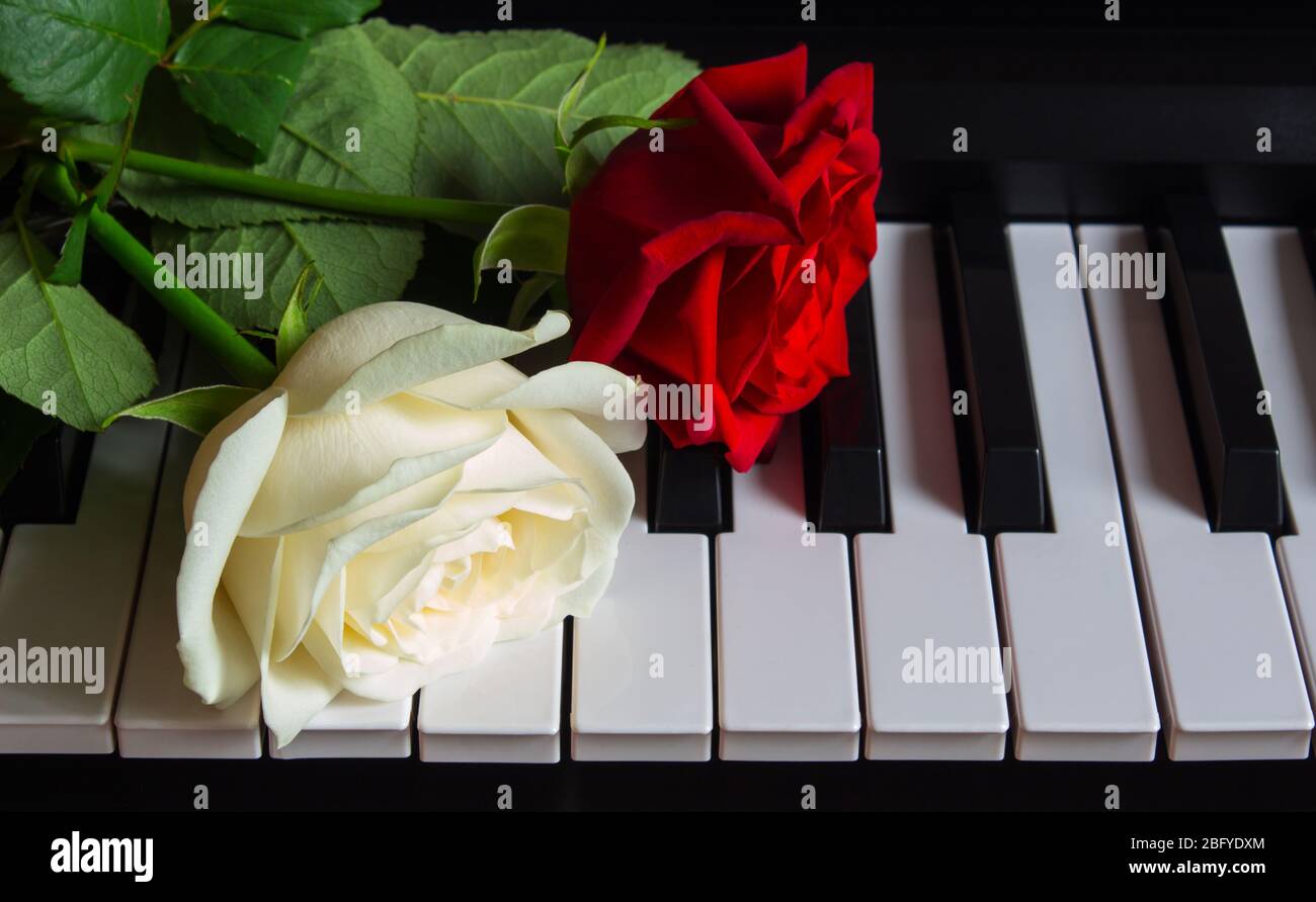 Due bellissimi fiori sul pianoforte. Rose rosse e bianche su uno strumento musicale. Compleanno, 8 marzo, festa internazionale delle donne, 14 febbraio, San Valentino' Foto Stock