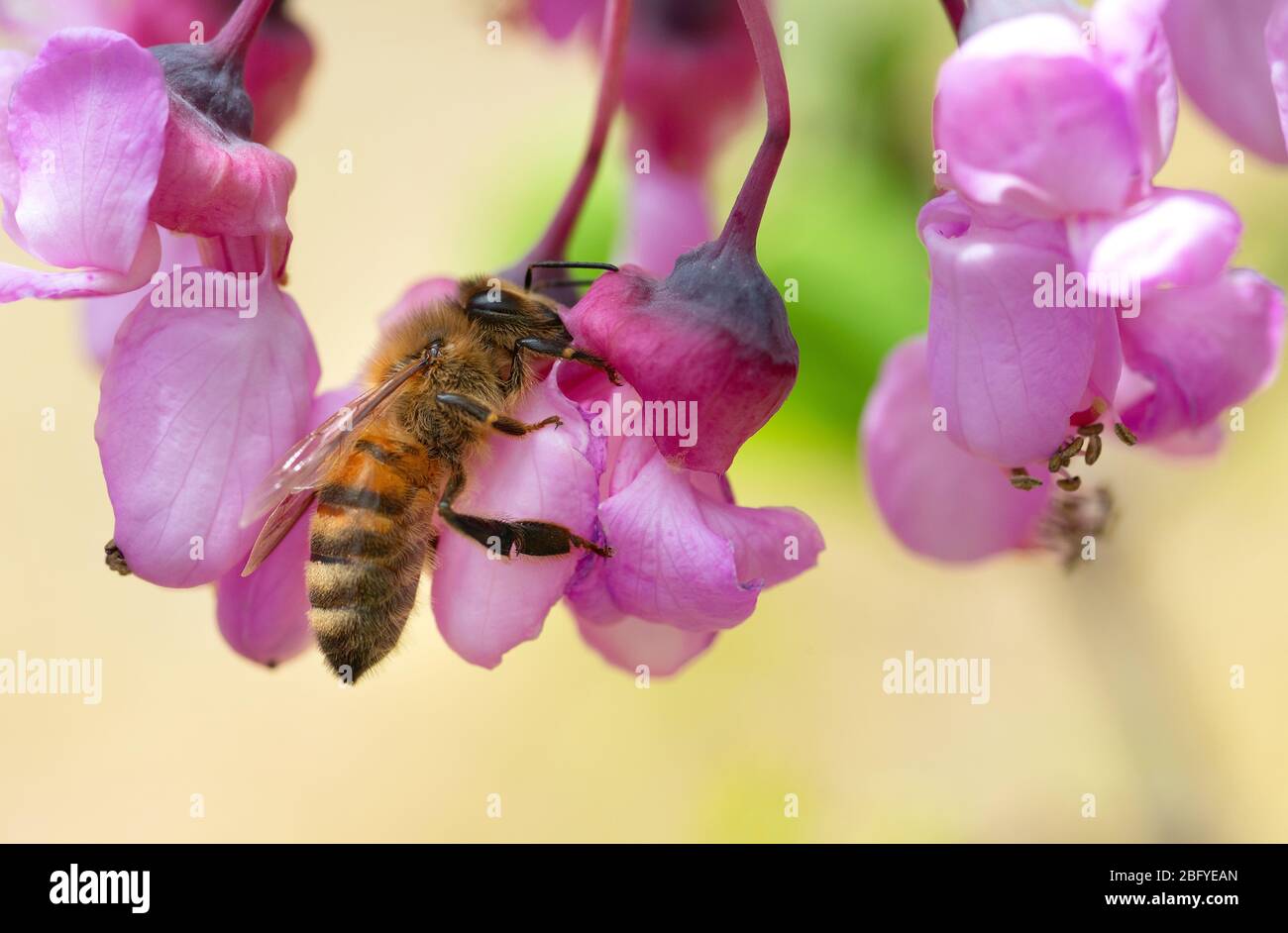 Italia, Lombardia, Crema, ape su rami di Giuda in fiore Foto Stock
