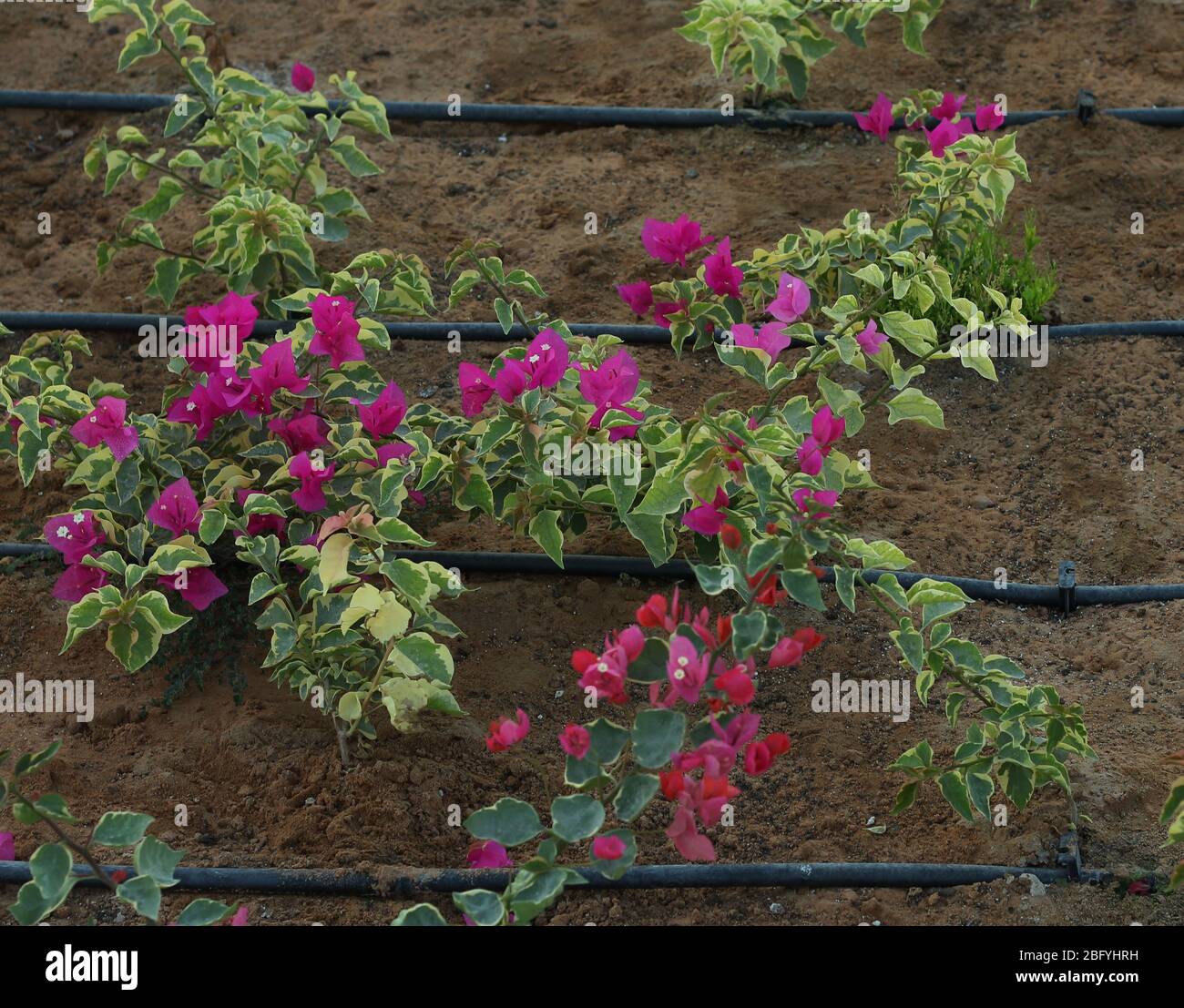 tubo acqua per giardino Foto Stock