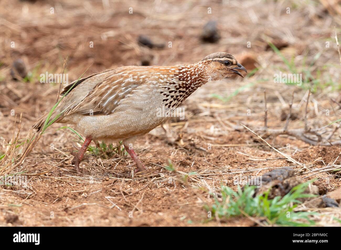 Crested Francolin (Dendroperdix sephaena), vista laterale di un adulto camminare, Mpumalanga, Sudafrica Foto Stock