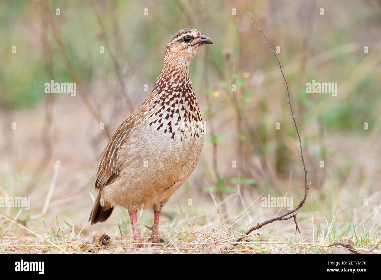 Crested Francolin (Dendroperdix sephaena), , Mpumalanga, Sudafrica Foto Stock