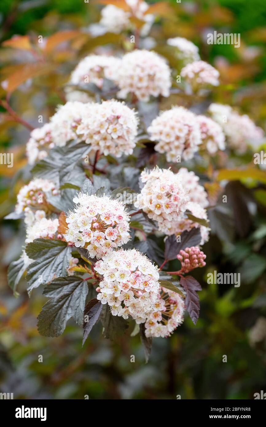 Phyocarpus opulifolius 'Diabolo', Ninebark 'Diabolo' con il suo caratteristico fogliame viola lievitato e fiori bianchi Foto Stock