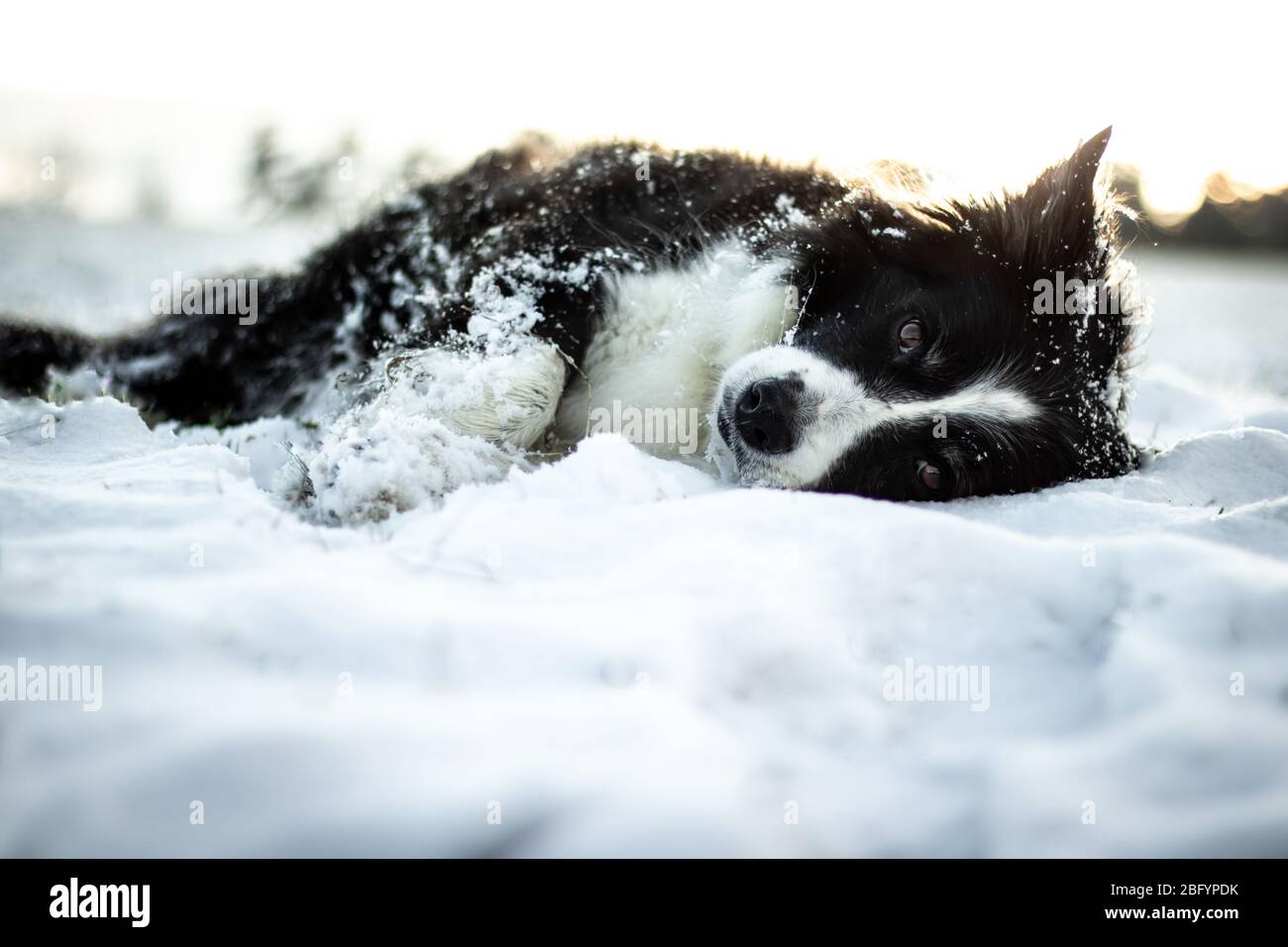 Adorabili e carino in bianco e nero Border Collie ritratto con il bianco della neve sullo sfondo Foto Stock