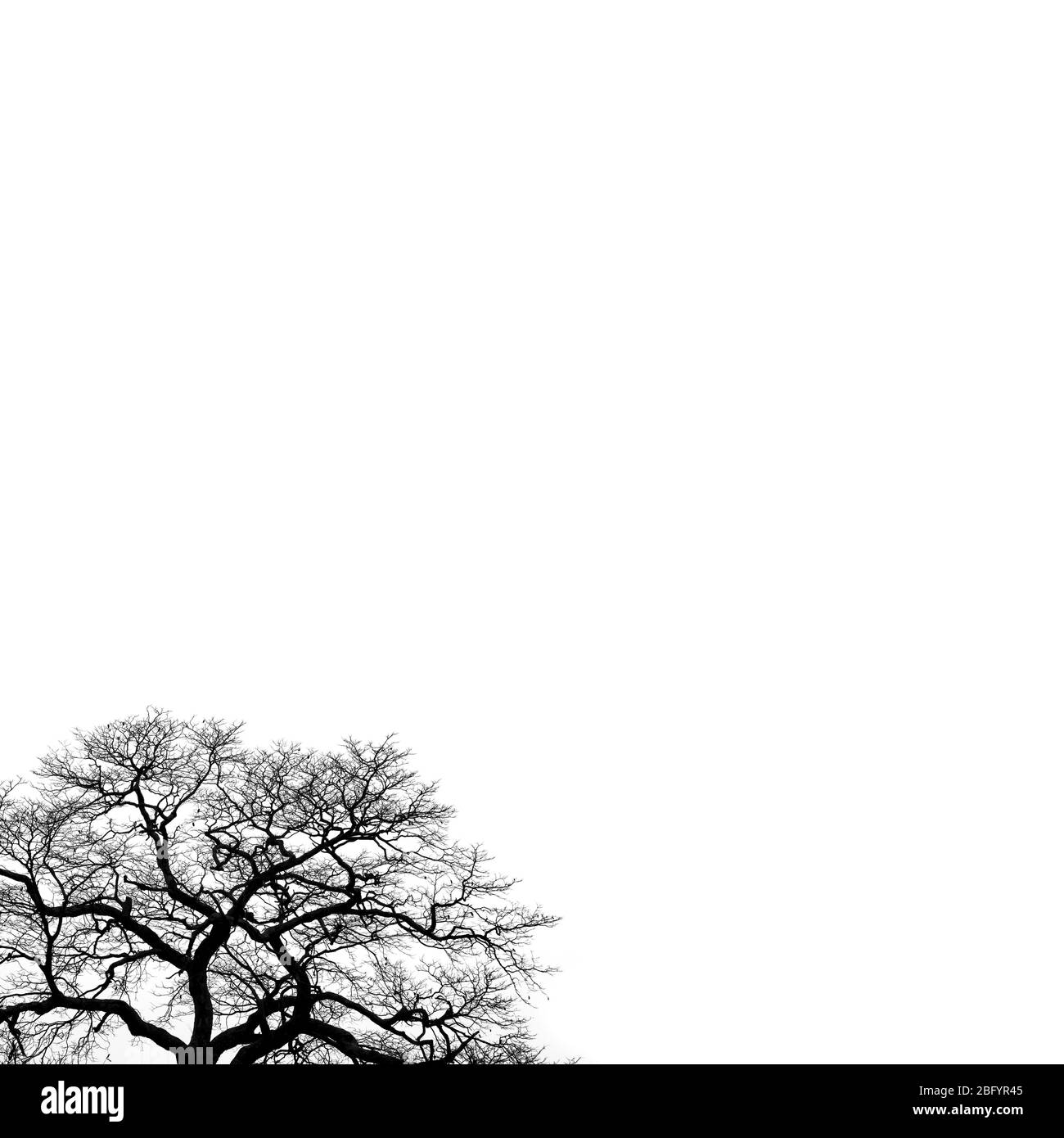 Albero con molti rami silhouette su bianco Foto Stock