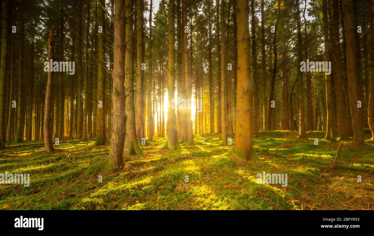 Blessington Lakes County Wicklow Irlanda Foto Stock