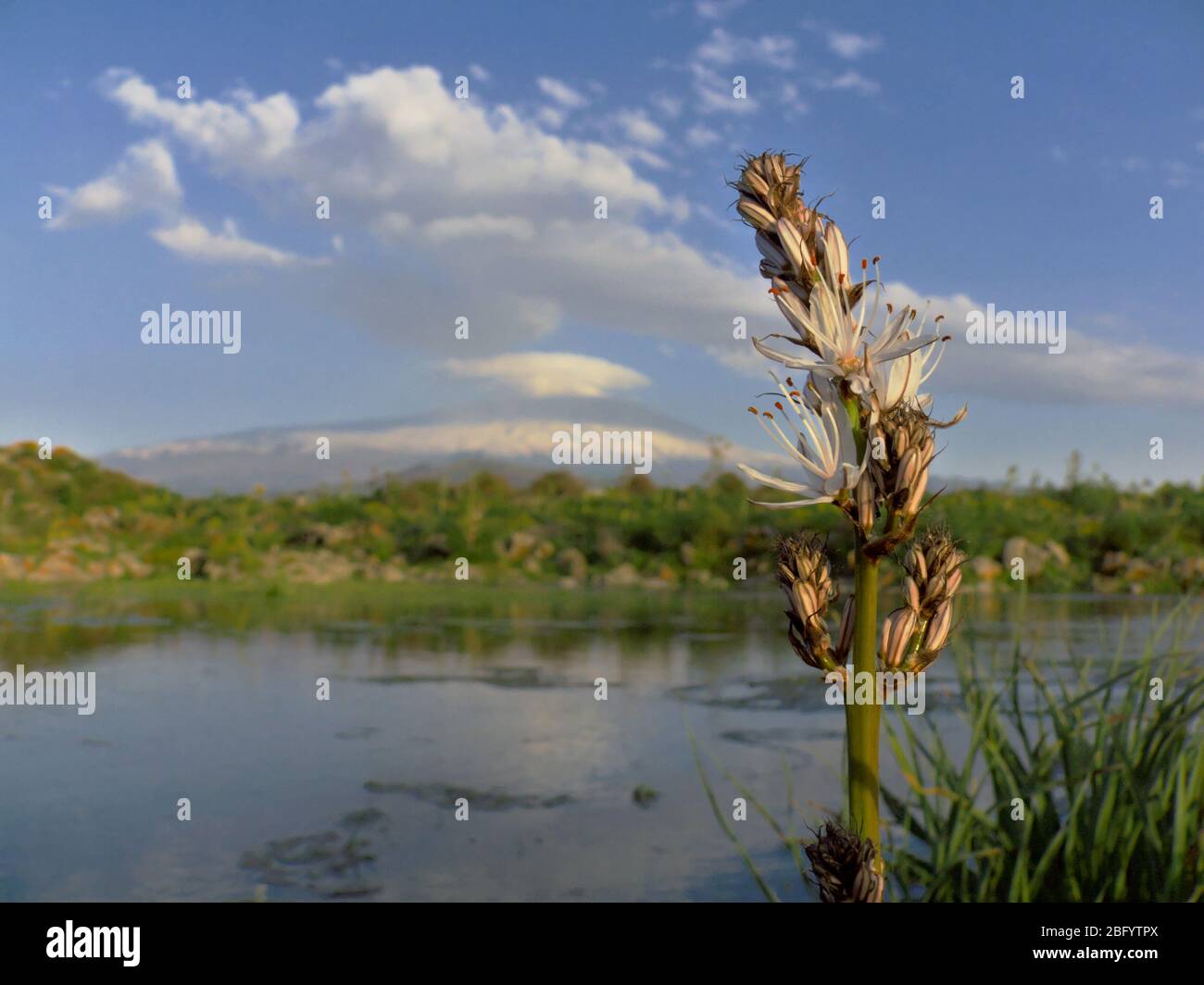 Closeup bianco asfodel fiorito su sfondo sfocato bagnato area sul Parco dell'Etna occidentale in Sicilia Foto Stock