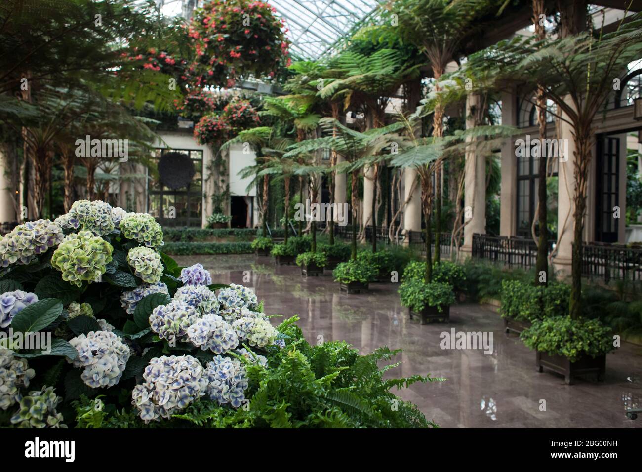 Colpo orizzontale di alcuni hydrangeas fioriti nel Conservatory, giardini di Longwood, contea di Chester, Pennsylvania Foto Stock