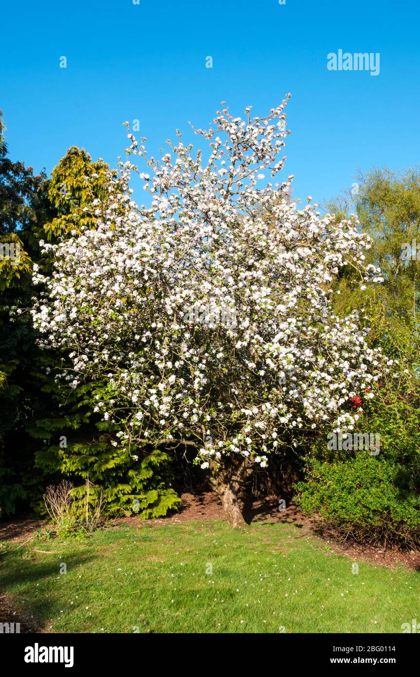 Melo di Bramley, Malus domestica, in fiore nell'angolo di un giardino. Foto Stock
