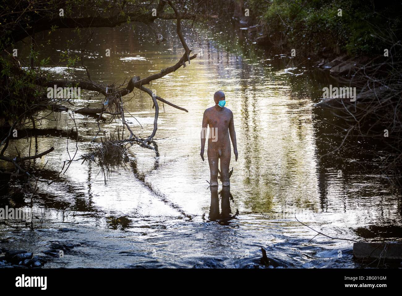 Una delle statue "6 VOLTE" dell'artista Antony Gormley nell'acqua di Leith, Edimburgo, indossa una maschera protettiva per il viso mentre il Regno Unito continua a bloccarsi per contribuire a frenare la diffusione del coronavirus. Foto Stock