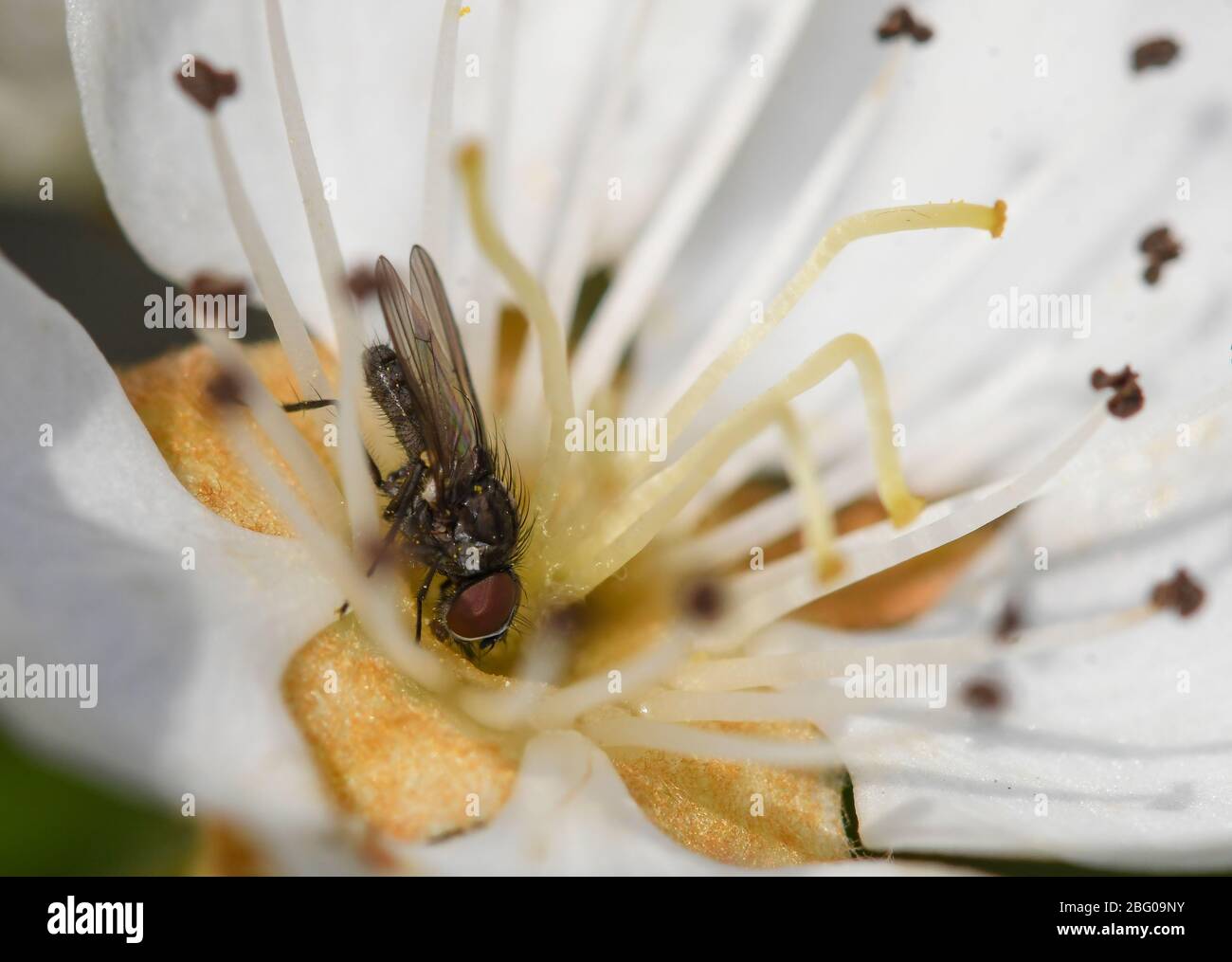 Fai volare l'alimentazione sul nettare di un fiore di pera Foto Stock