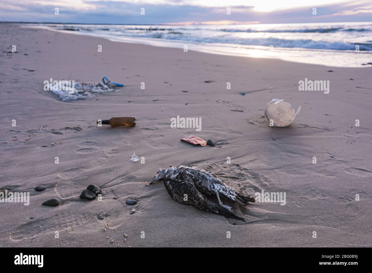 Uccello morto sulla sabbia, uccello morto e spazzatura sulla spiaggia Foto Stock