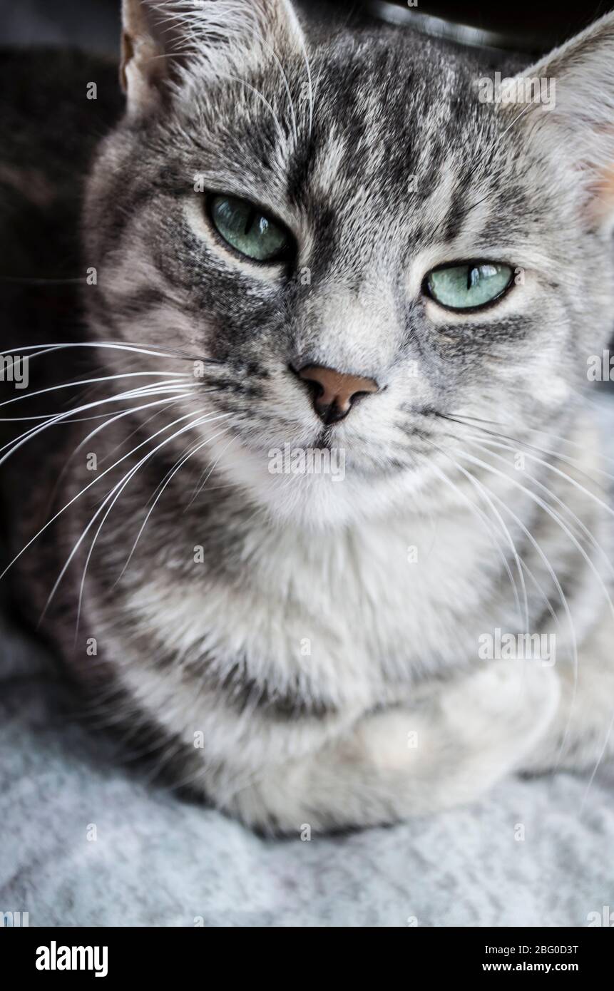 Kitty grigio con gli occhi verdi con strisce di colore. Il pet è immagine Foto Stock