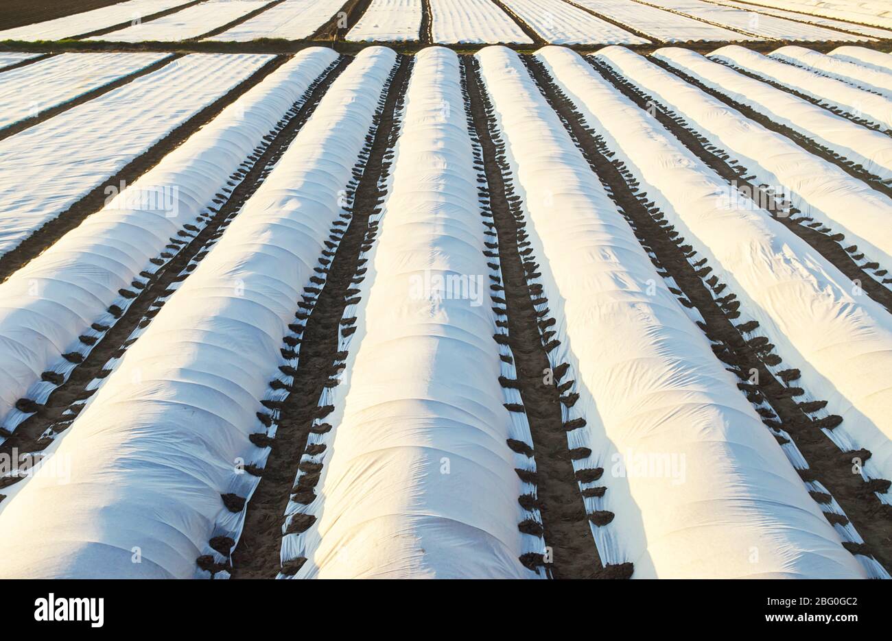Campi coltivati di piantagione coperti con agro-fibra di spunbond. Effetto serra. L'uso della tecnologia in agricoltura per un raccolto più precoce e più elevato, s Foto Stock