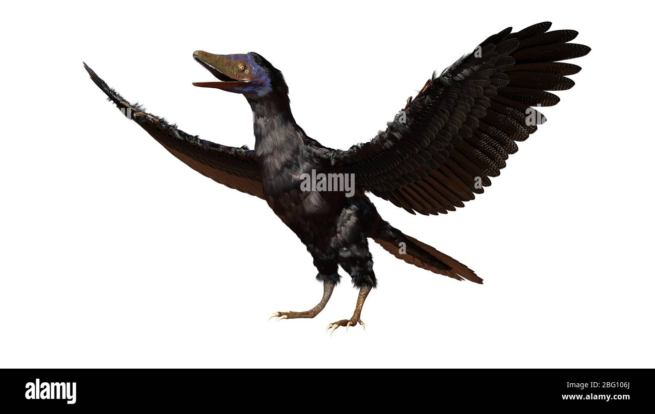 Archaeopteryx, dinosauro birdwike del tardo periodo giurassico circa 150 milioni di anni fa isolato su sfondo bianco Foto Stock
