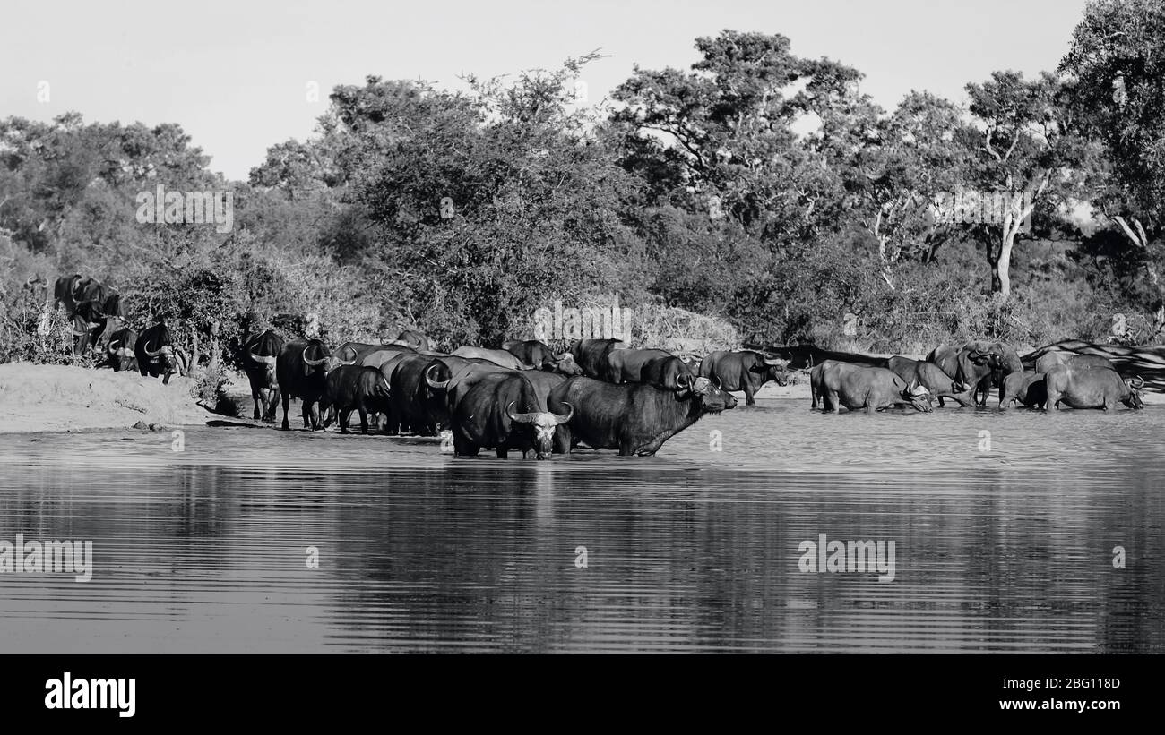 Una sete enorme mandria di bufalo africano che esce dal cespuglio e che entra in acqua per bere e raffreddare. Riserva di Timbavati, Sudafrica Foto Stock