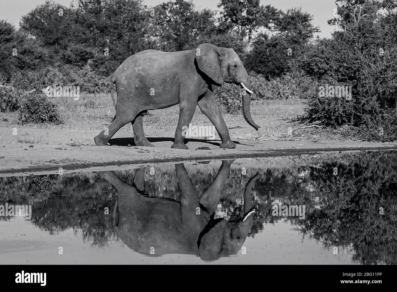 Un elefante solone Loxodonta Africana che cammina al mattino presto in una diga con riflessione Timbavati Riserva, Mpumalanga Provincia Sud Africa Foto Stock