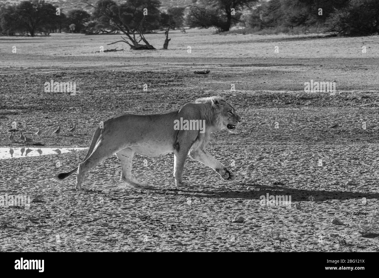 Un potente leone maschile che cammina in un letto di fiume asciutto nel Parco di Kgalagadi, Provincia del Capo del Nord, Sud Africa Foto Stock