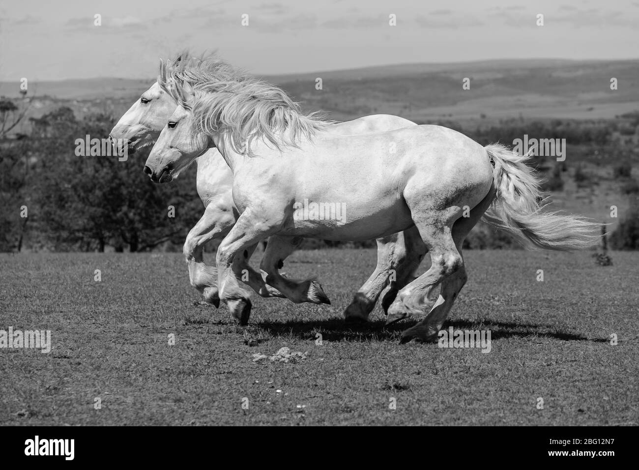 Cavalli bianchi in carrozza in tandem con mane che galleggianti su area aperta in terreno agricolo. Mossel Bay, provincia del Capo Occidentale, Afraica del Sud Foto Stock