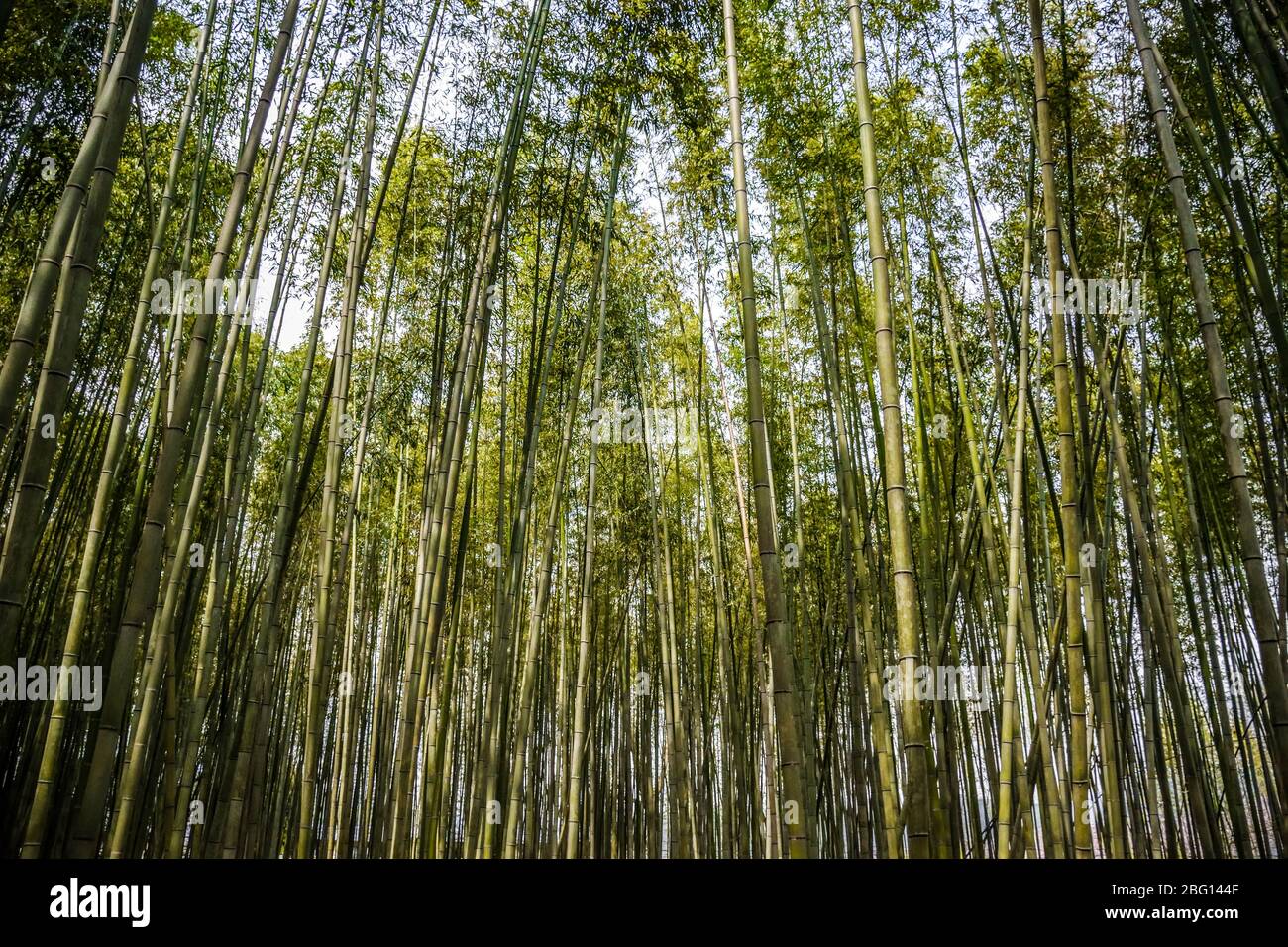Verde foresta di bambù naturale a Kyoto in Giappone Foto Stock