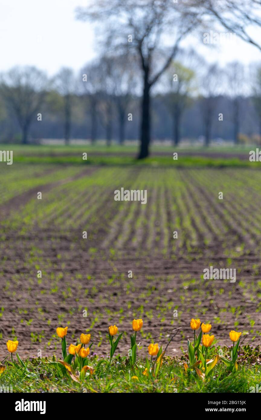 Paesaggio di campagna con campi di contadini primaverili con germogli giovani se piante di mais nel giorno di sunne Foto Stock
