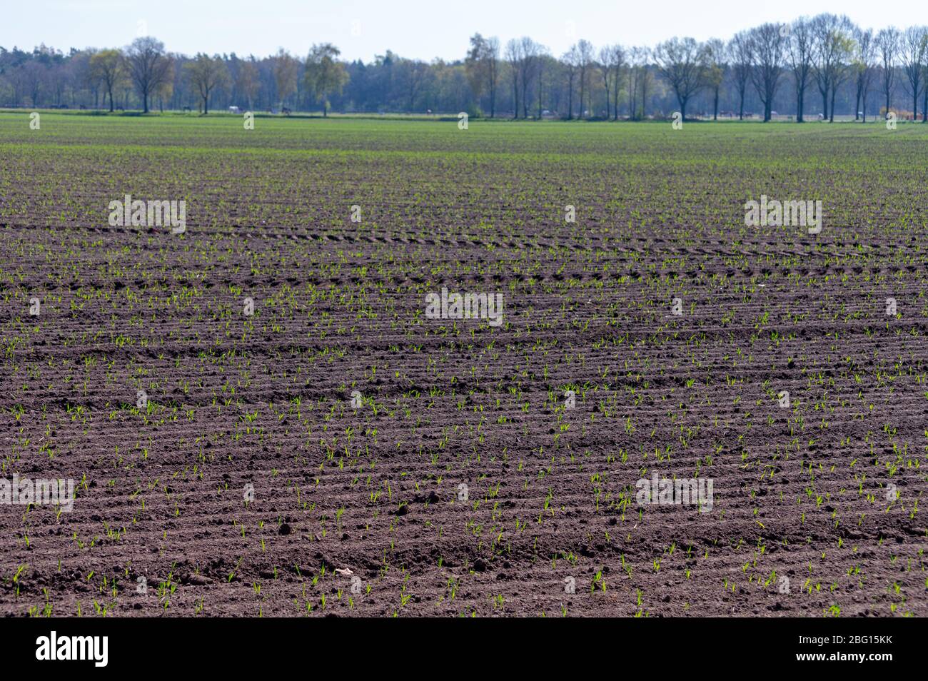 Paesaggio di campagna con campi di contadini primaverili con germogli giovani se piante di mais nel giorno di sunne Foto Stock
